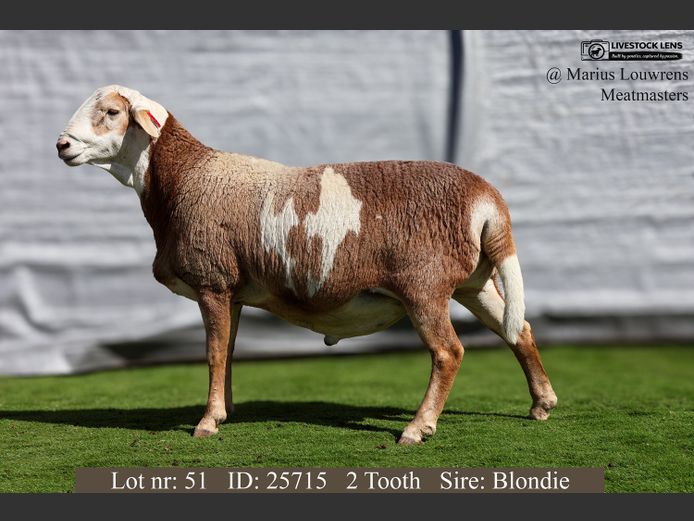 25715 | Marius Louwrens Meatmasters
