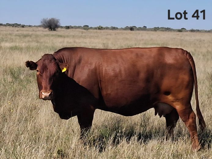 LEO 160097 | M. FERREIRA