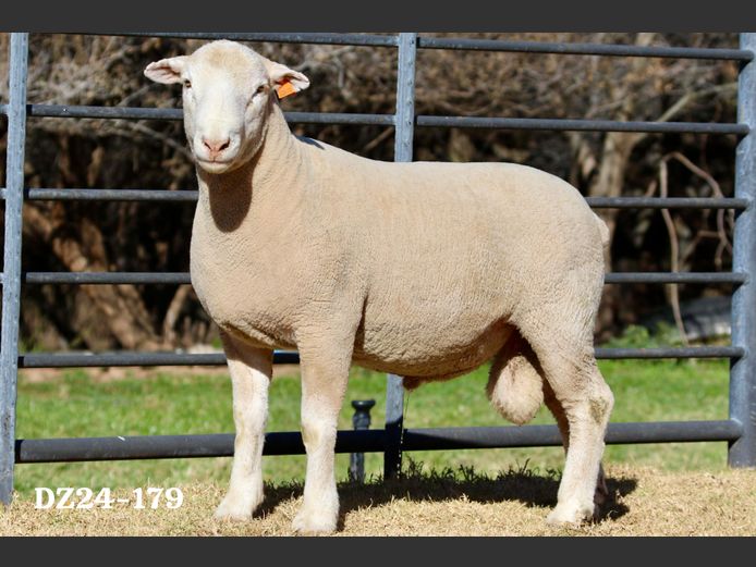 DZ 240179 | 2 STEYNS BOERDERY