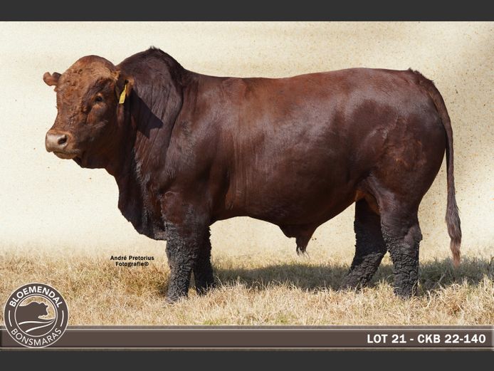 CKB220140