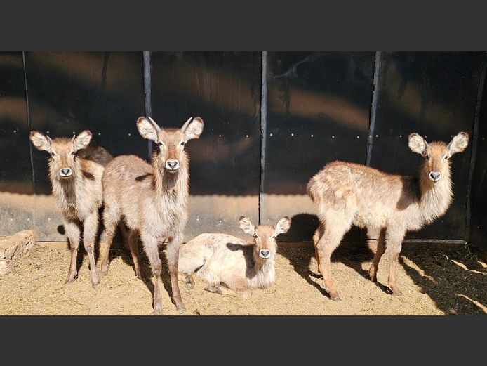WATERBUCK | BIRKEN VERVOER