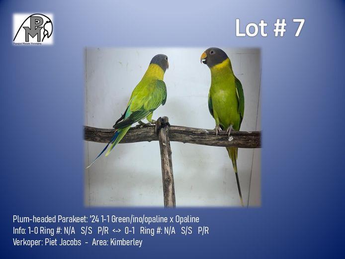 1-1 '24 Plum-headed Parakeet: Green/ino/opaline x Opaline - Piet Jacobs