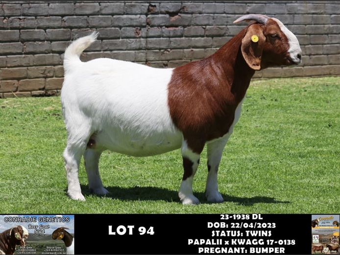 23-1938 DL | DAWID LOUW