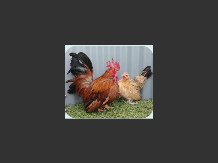 DUTCH CHABO | ANNUAL MYTILUS AND ELOFF