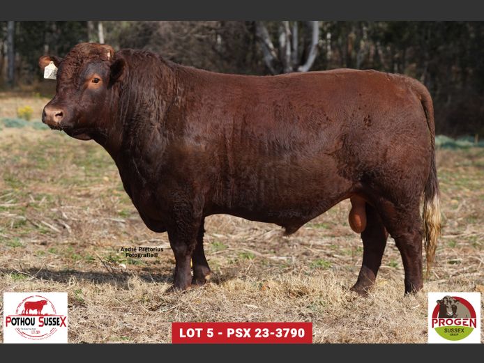 PSX 233790 | POTHOU BK