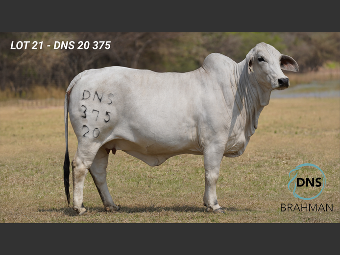 DNS20375 | JES-C BOERDERY (PTY) LTD