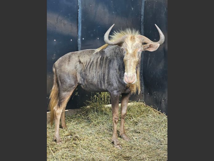 GOUE KONING WILDEBEES | SABLE HILL SAFARIS