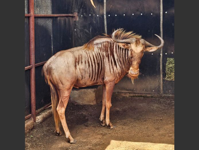 GOLDEN WILDEBEEST 29 4/8" | ZONNEBLOEM BDRY