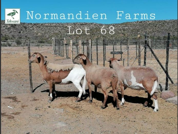 M173 | NORMANDIEN FARMS