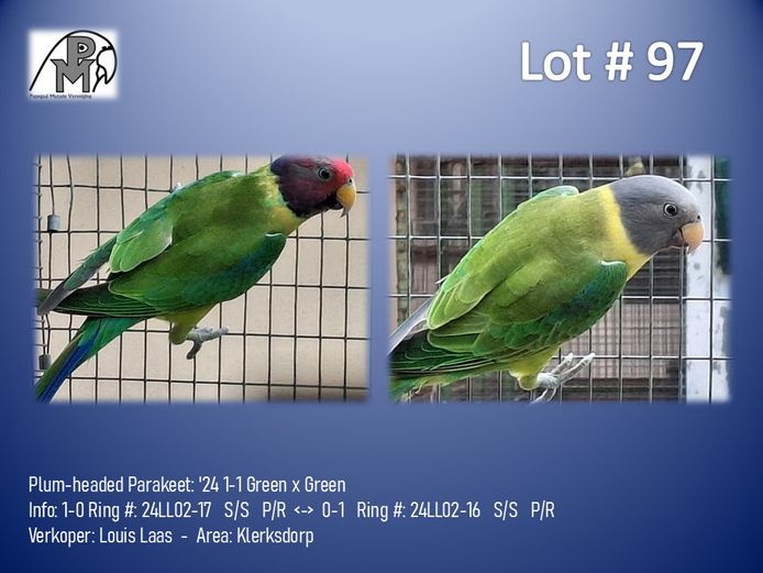 1-1 '24 Plum-headed Parakeet: Green x Green - Louis Laas
