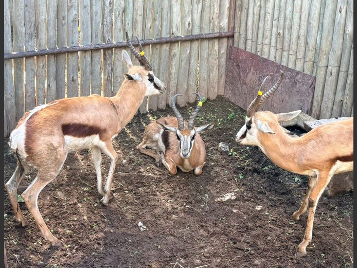 Springbok Jagramme