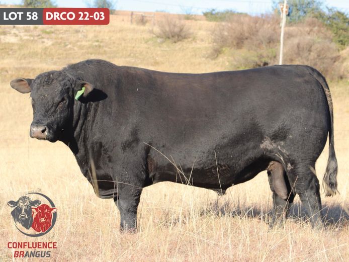 DRCO220003 | MASIZAKHE FARMING CC