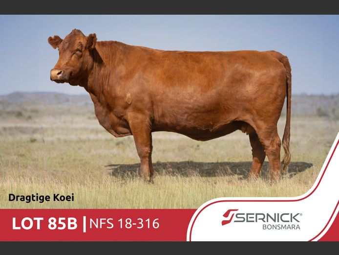 NFS 180316 | SERNICK BONSMARA STOET