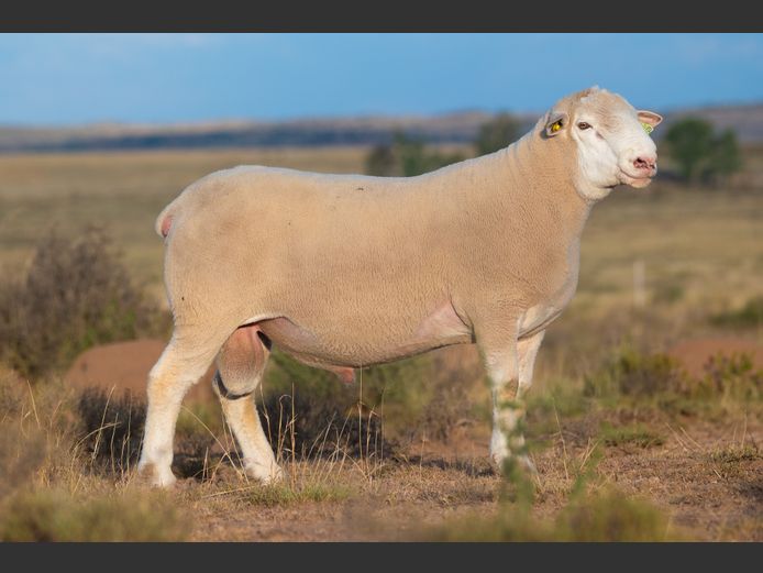 HE 240229 | EKSTEEN’S HATARI DORMER STUD