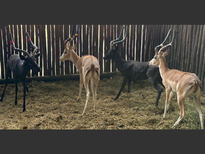 White Flank Rooibok Ram