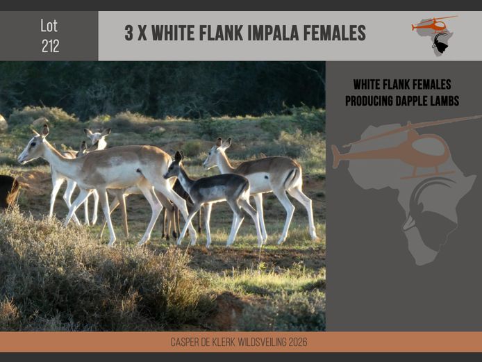 White Flank Impala 