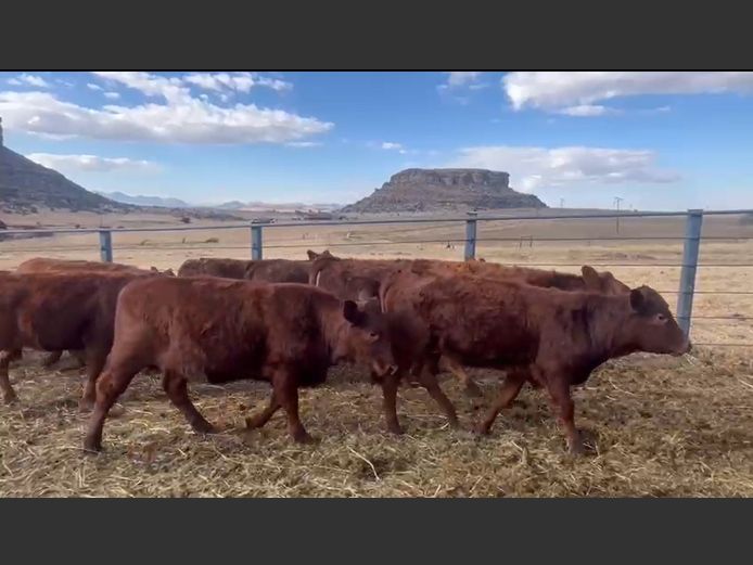 Weaners 