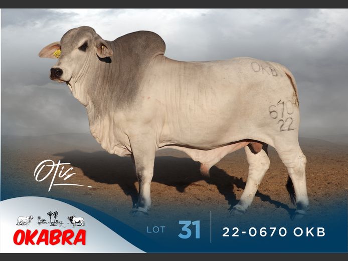 22-0670 OKB | OKABRA BRAHMANS