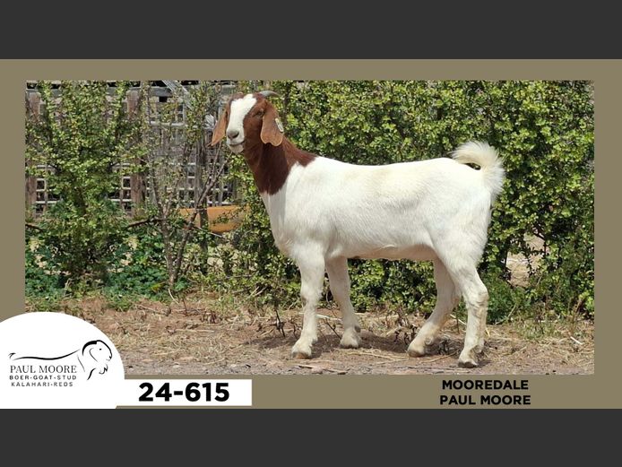 24-615  |  Paul Moore - Mooredale