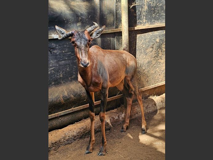 TSESSEBE | H. BODEMER