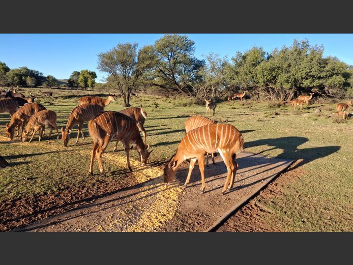 Nyalas
