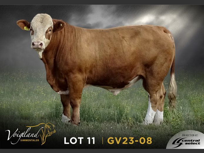 GV23-0008 | VOIGTLAND SIMMENTALER