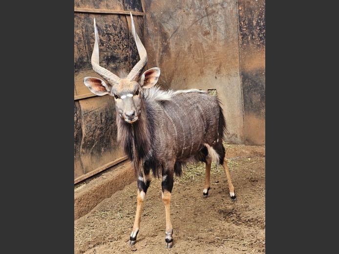 NYALA | BIG HORN