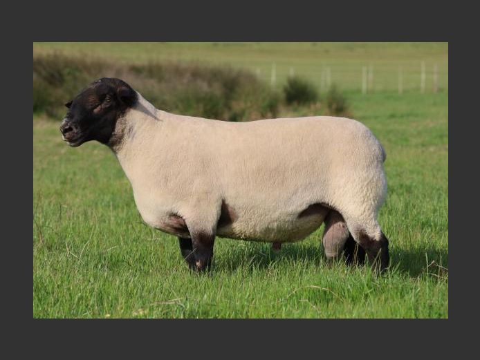 350220047 | SENTER SUFFOLK