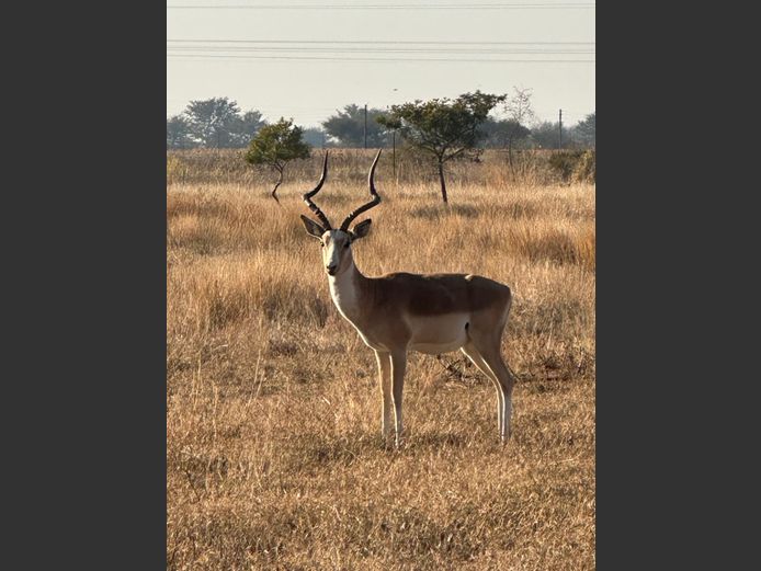 WHITE FLANK | BYSONDERHEID BOERDERY
