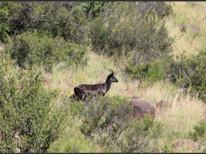 Swart Rooibok | Driekoppen Wild (G van Schalkwyk)