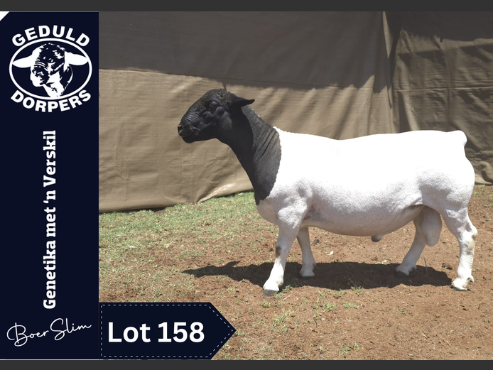 126 23 0210 | Geduld Dorpers