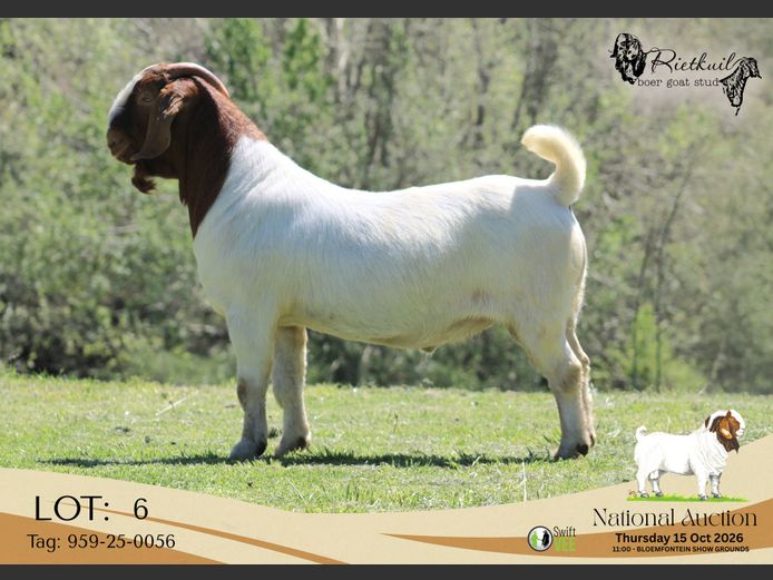 959-25-0056 | Rietkuil Boerbokstoet