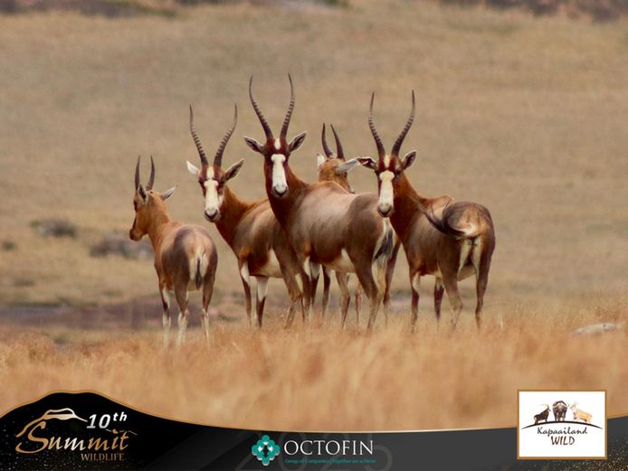 Blesbok Ewes running with 20"+ Ram