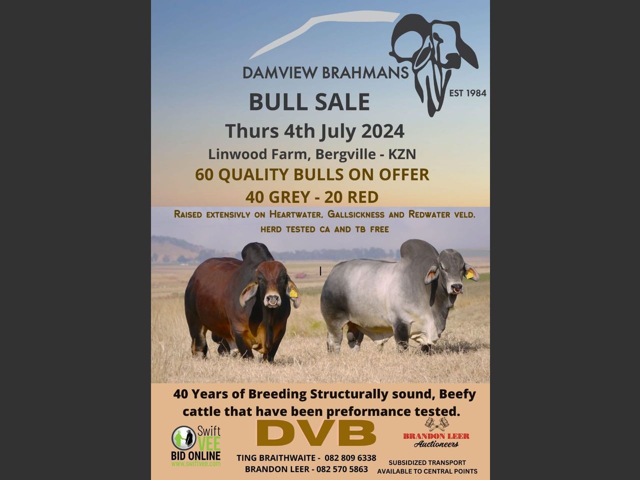 DAMVIEW BRAHMANS BULL SALE | SwiftVEE | South Africa’s Leading Online ...