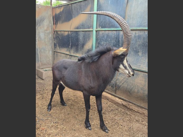 SABLE | IMPISI SAFARIS