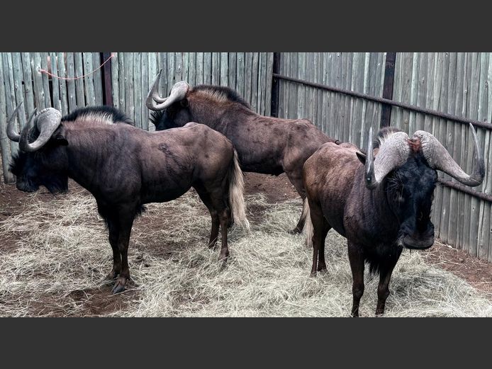 Swart Wildebees Bulle