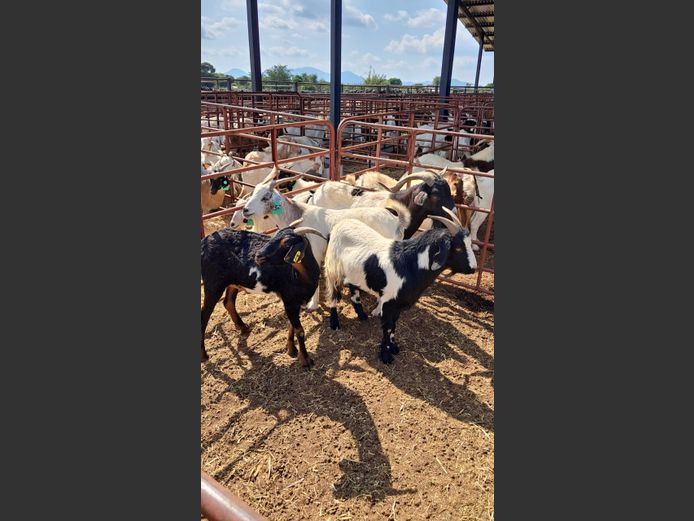 BOERBOK | PETOORS LIVESTOCK