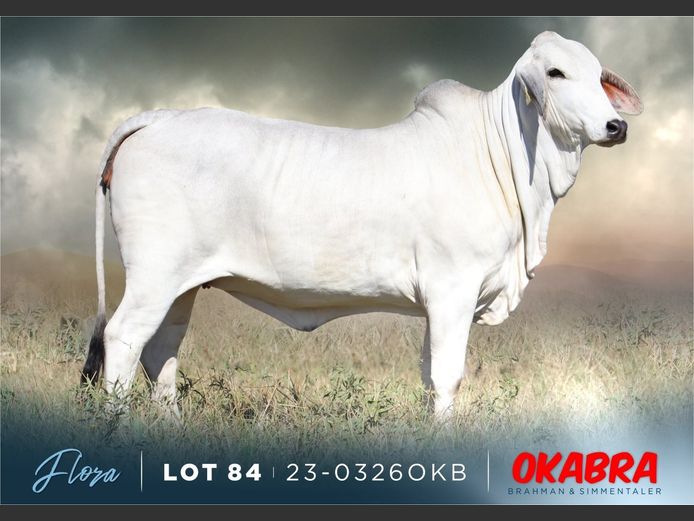 23-0326 OKB | OKABRA BRAHMAN