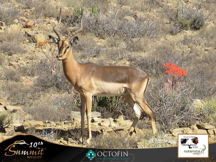 21" Saddleback Impala Ram