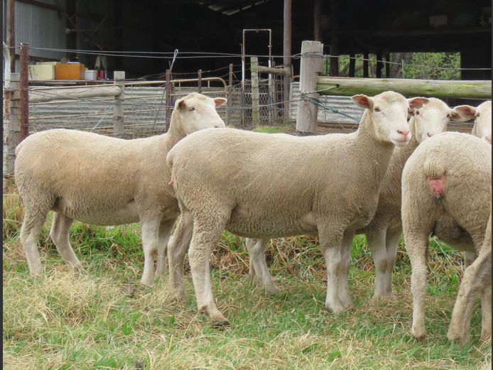 Commercial Ewes | UMPUKANE DORMERS