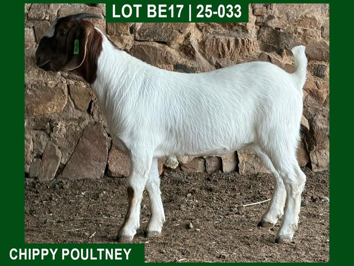 25-33 | Chippy Poultney
