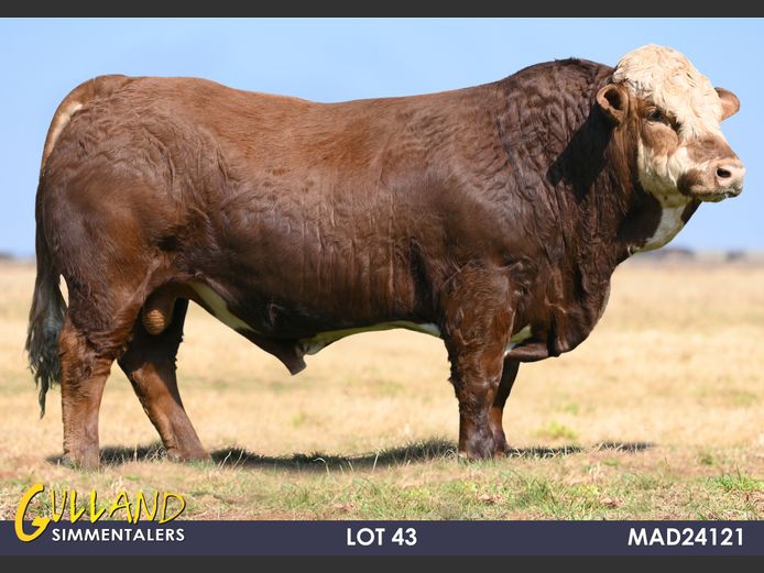 MAD24121 | MG DE JAGER