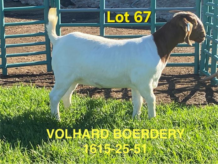 1615-25-51 | Volhard Boerbokstoet