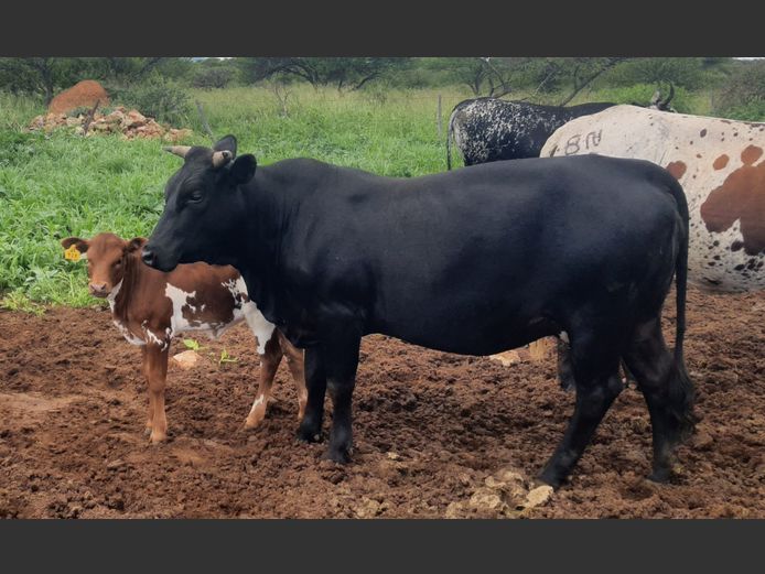 BN 230798 | BOTHMA NGUNIS