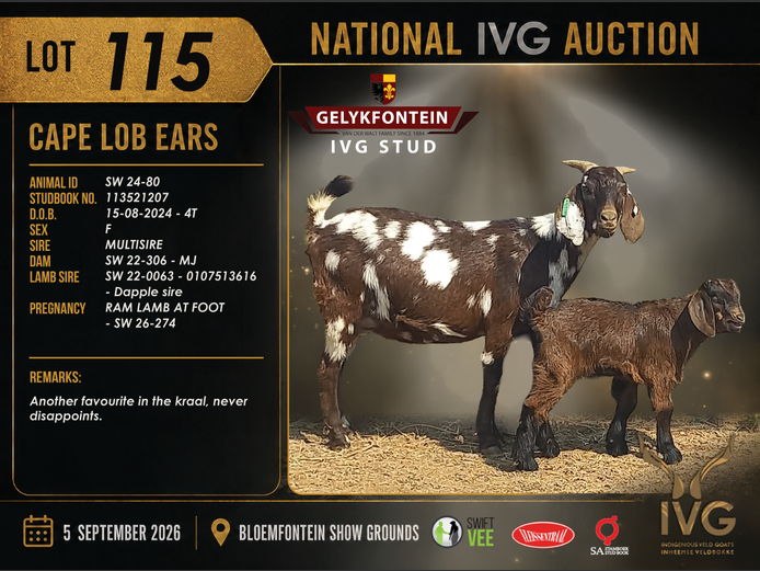 SW24-80 | GELYKFONTEIN STUD