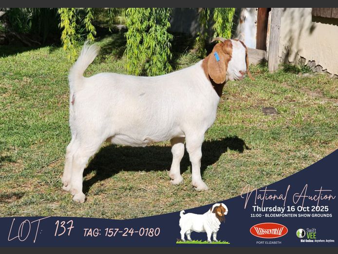 157-24-0180 | Izak Vorster (Elandskloof Boerbokstoet)