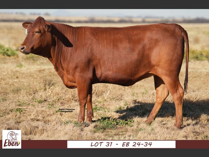 EB240034 | EBEN SENEPOL