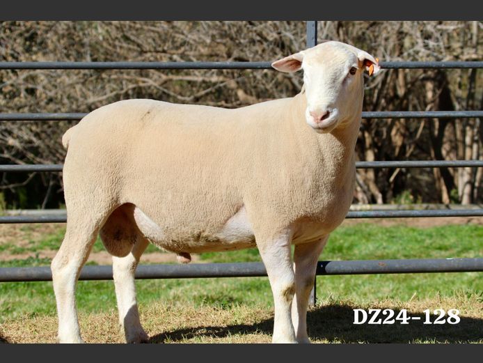 DZ 240128 | 2 STEYNS BOERDERY
