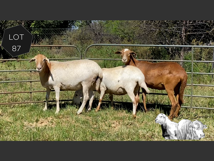 Ewes | GBS Boerdery