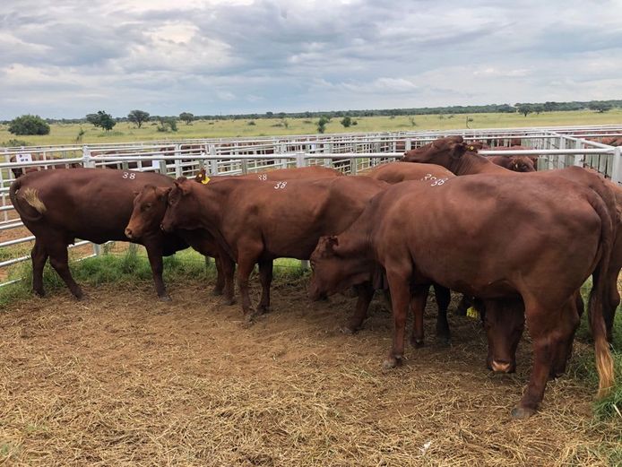 Kommersële Vroulike Diere